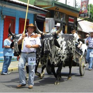 Costa Rica oxcart parade. Many coffee towns have oxcart celebrations