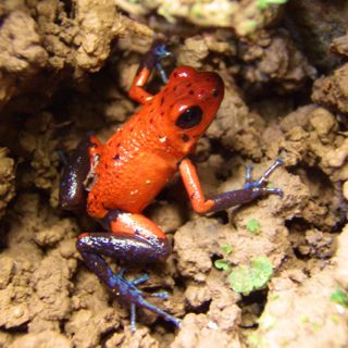Costa Rica poisonous dart frog